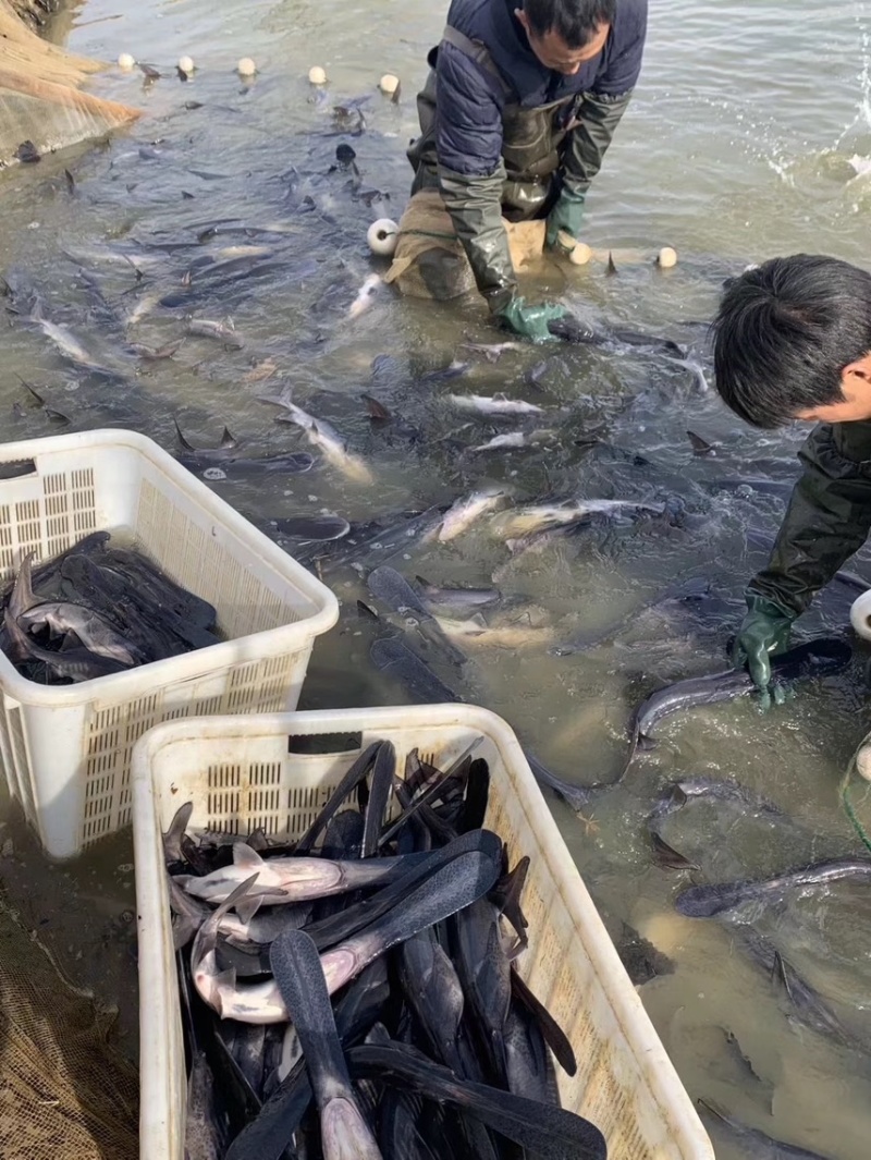 鸭嘴鱼繁育基地：常年成品鱼批发零售…质量保证、诚信经营。