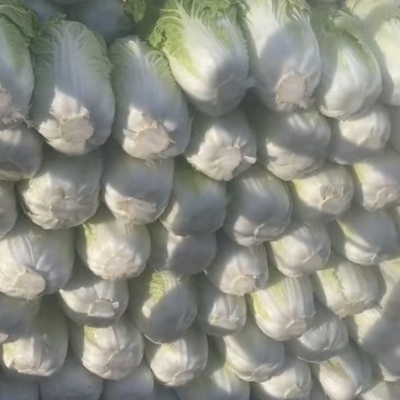 蔚县高山旱地黄心菜。品质保证。