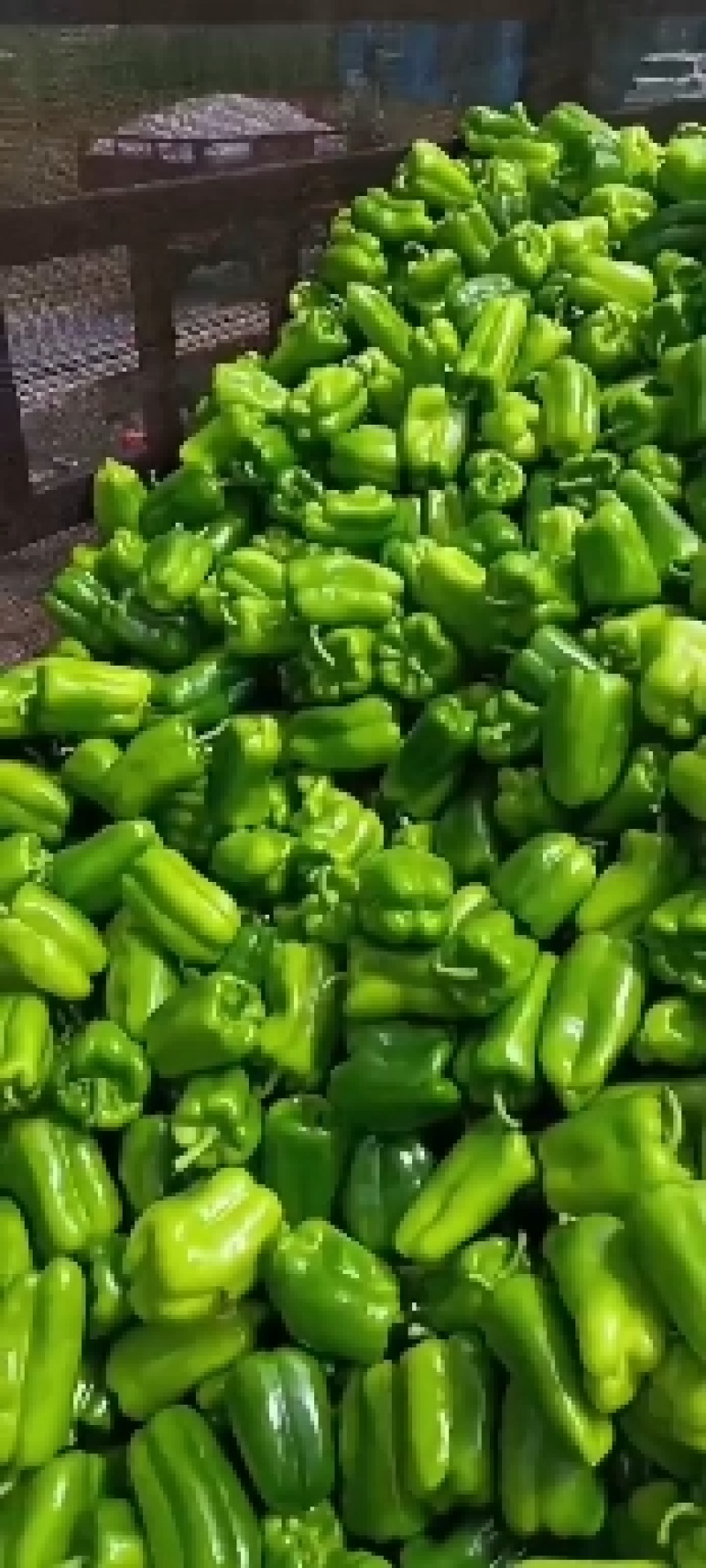 精品太空椒大量上市，有需要的老板可以通过一亩田与我联系
