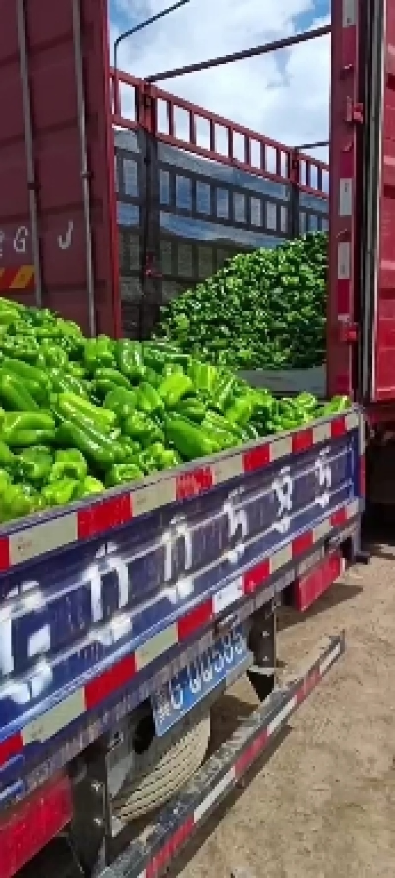 精品太空椒大量上市，有需要的老板可以通过一亩田与我联系