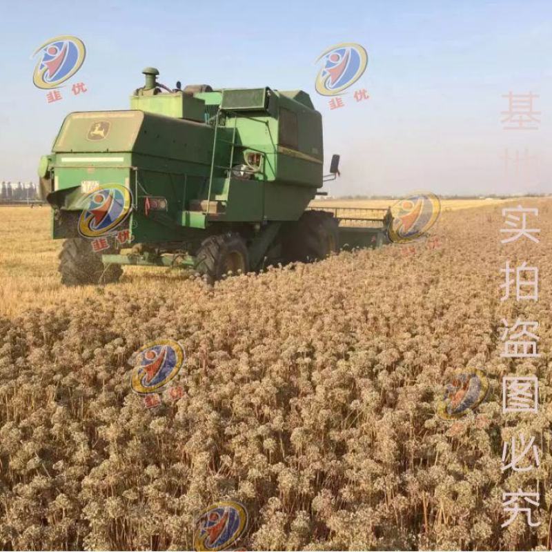 韭菜189F1韭菜种子高产耐寒抗病性强