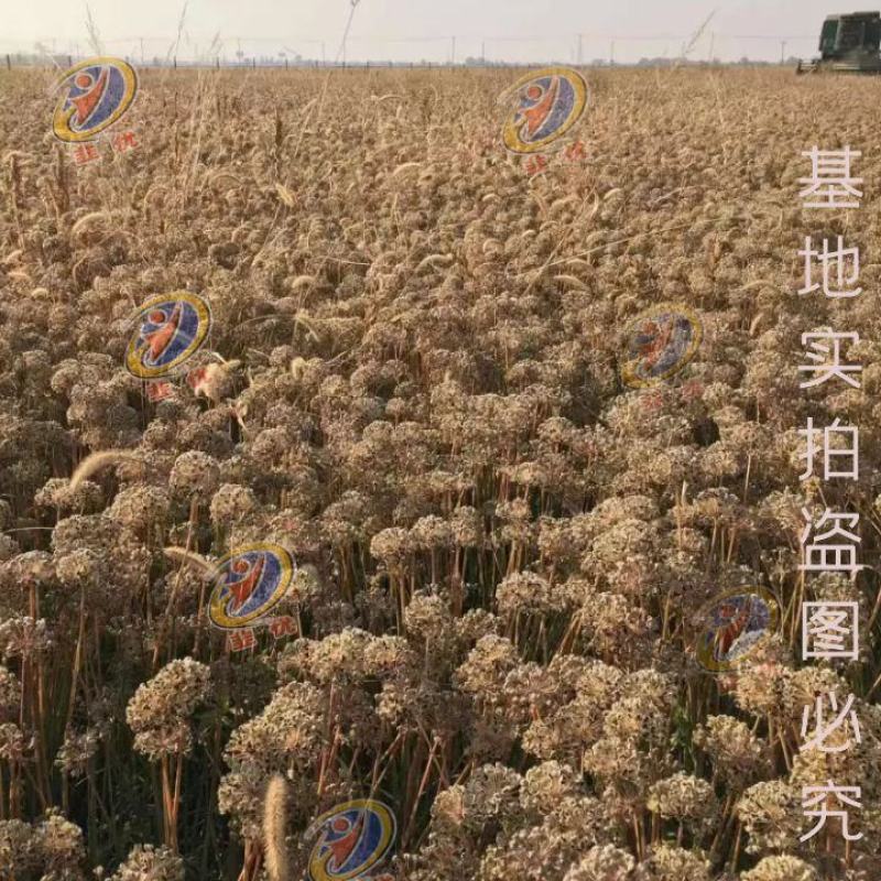 韭菜189F1韭菜种子高产耐寒抗病性强