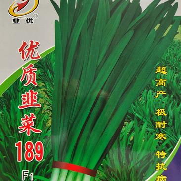 韭菜189F1韭菜种子高产耐寒抗病性强