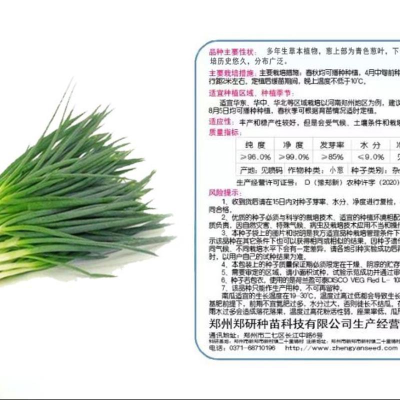 【精】郑研四季小香葱种子500g，味道鲜美，产量高