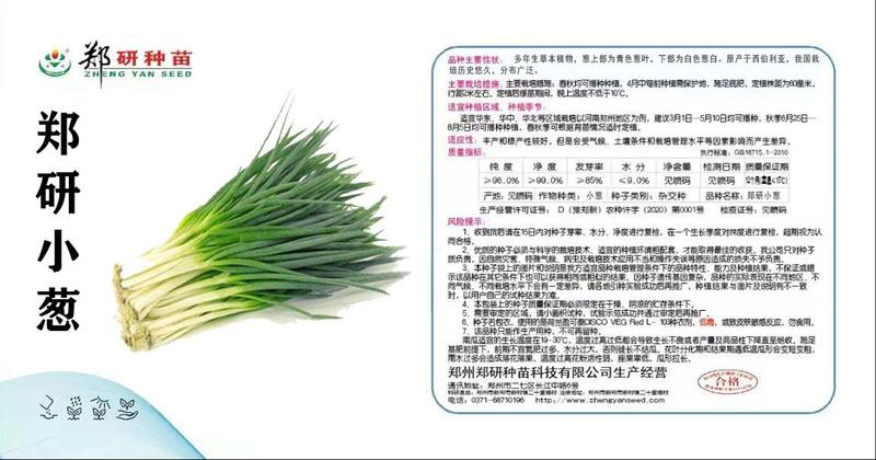郑研四季小香葱种子500g，产量高，叶色浓绿