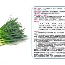 郑研四季小香葱种子500g，产量高，叶色浓绿