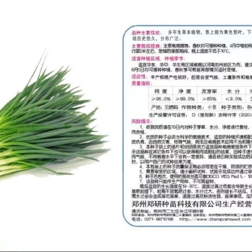 郑研四季小香葱种子500g，产量高，叶色浓绿