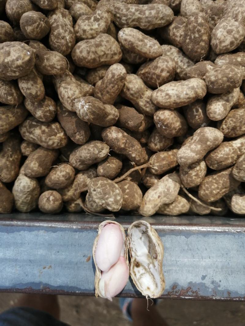 商丘花生大量上市中，今年质量好，价格美丽