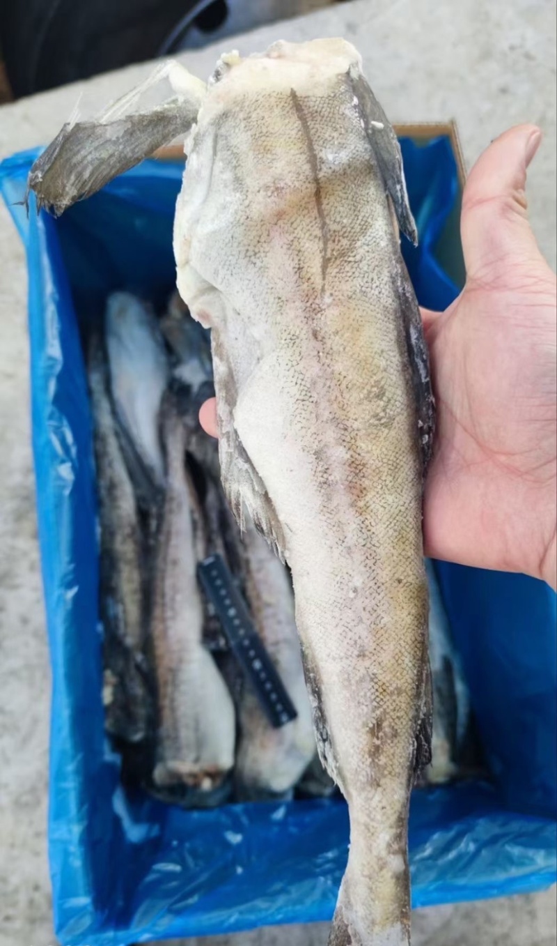 单冻明太鱼无头鱼狭鳕鱼鳕鱼海鱼肉嫩刺少单冻深海鳕鱼