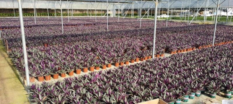 紫露兰全国物流直达各种各样花卉绿植一件起批