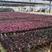 紫露兰全国物流直达各种各样花卉绿植一件起批