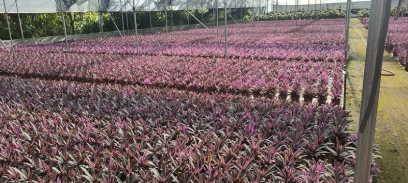 紫露兰全国物流直达各种各样花卉绿植一件起批