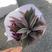 紫露兰全国物流直达各种各样花卉绿植一件起批