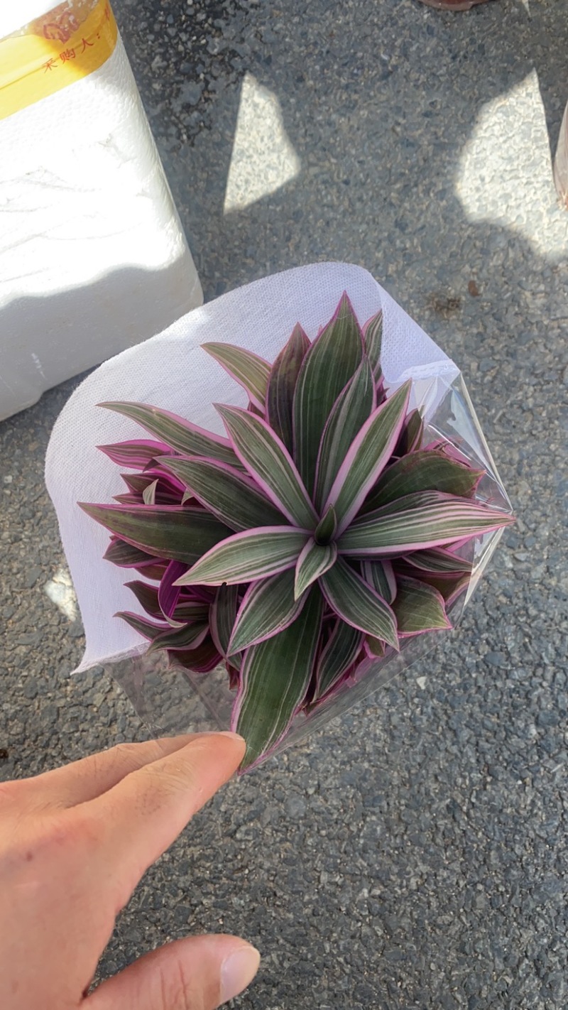 紫露兰全国物流直达各种各样花卉绿植一件起批