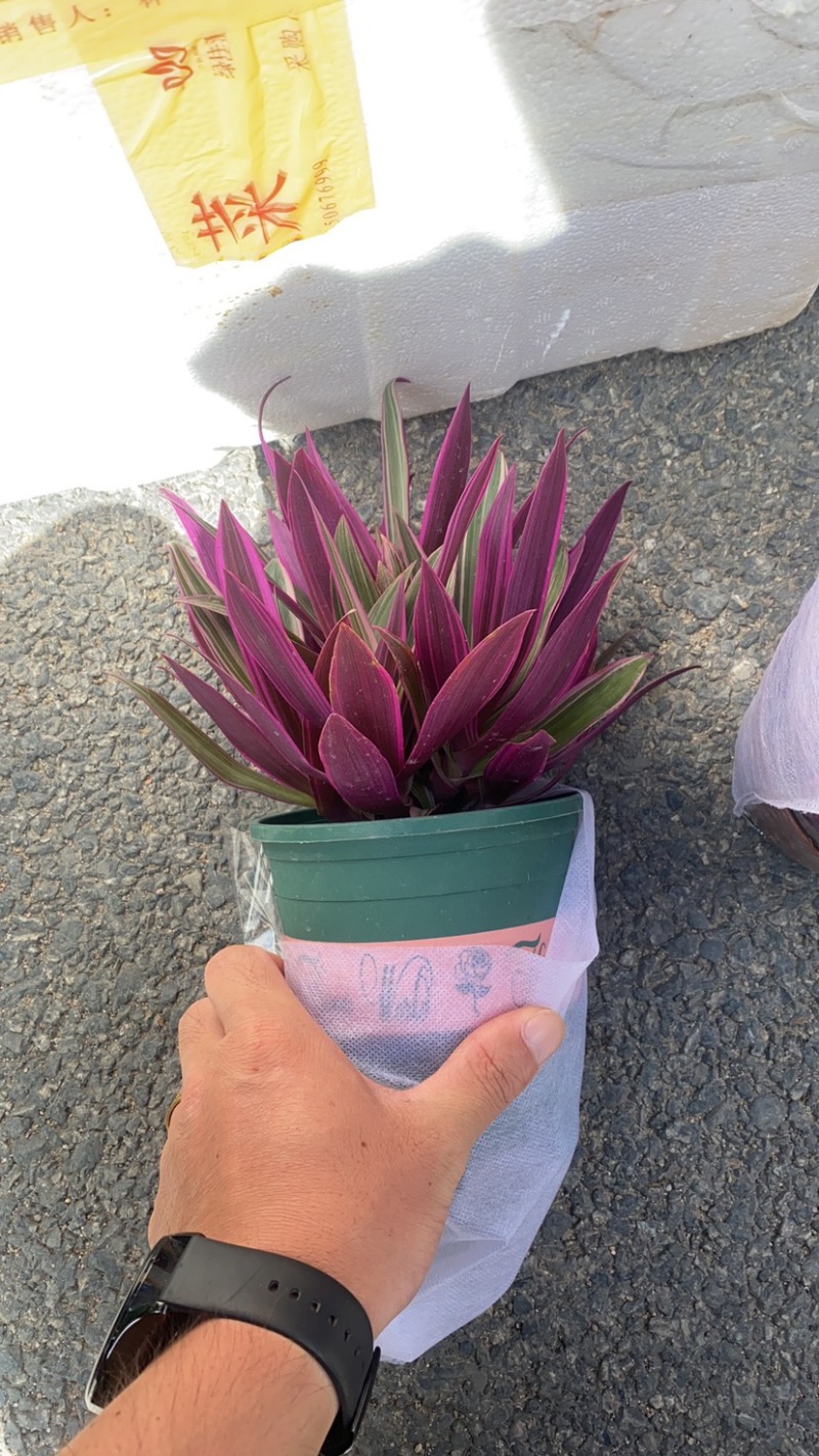紫露兰全国物流直达各种各样花卉绿植一件起批