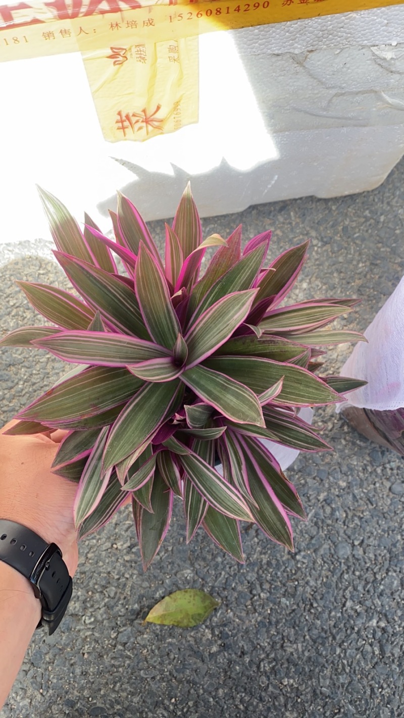 紫露兰全国物流直达各种各样花卉绿植一件起批