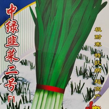 中绿韭菜二号F1种子河南韭菜种子公司品种纯技术指导