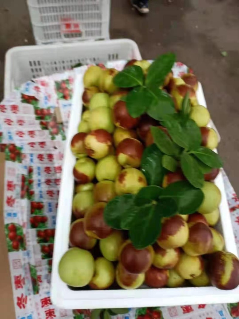 山东鲜枣鲜冬枣基地代办对接电商一件代发