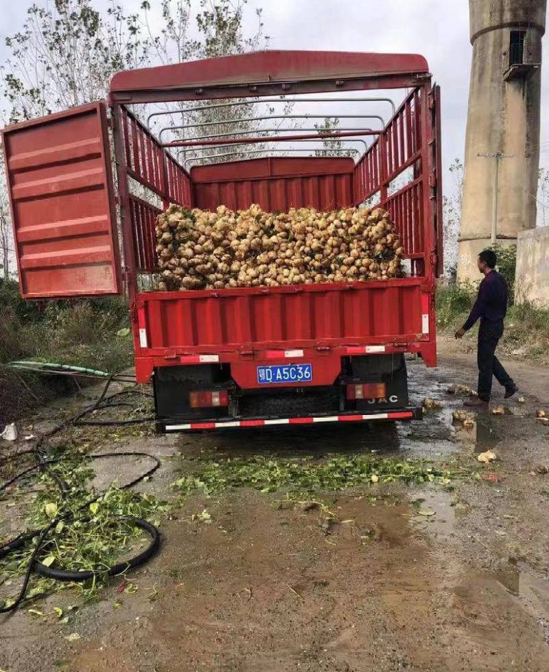 湖北白地瓜豆薯凉薯千亩基地直供欢迎前来考察订购