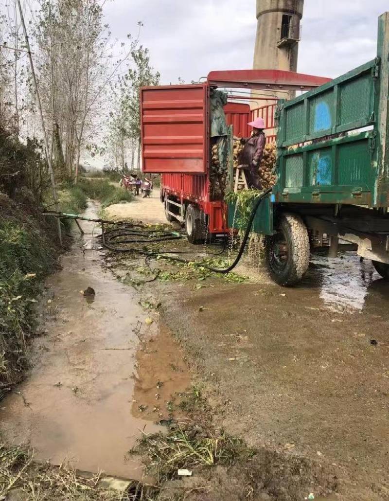 湖北白地瓜豆薯凉薯千亩基地直供欢迎前来考察订购