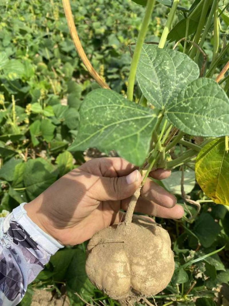 湖北白地瓜豆薯凉薯千亩基地直供欢迎前来考察订购