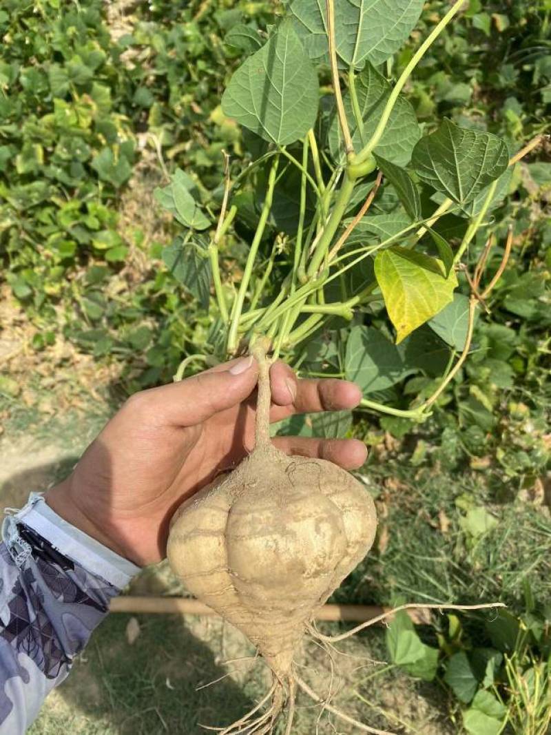湖北白地瓜豆薯凉薯千亩基地直供欢迎前来考察订购