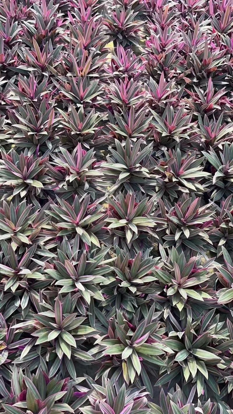 紫露兰全国物流直达各种各样花卉绿植一件起批