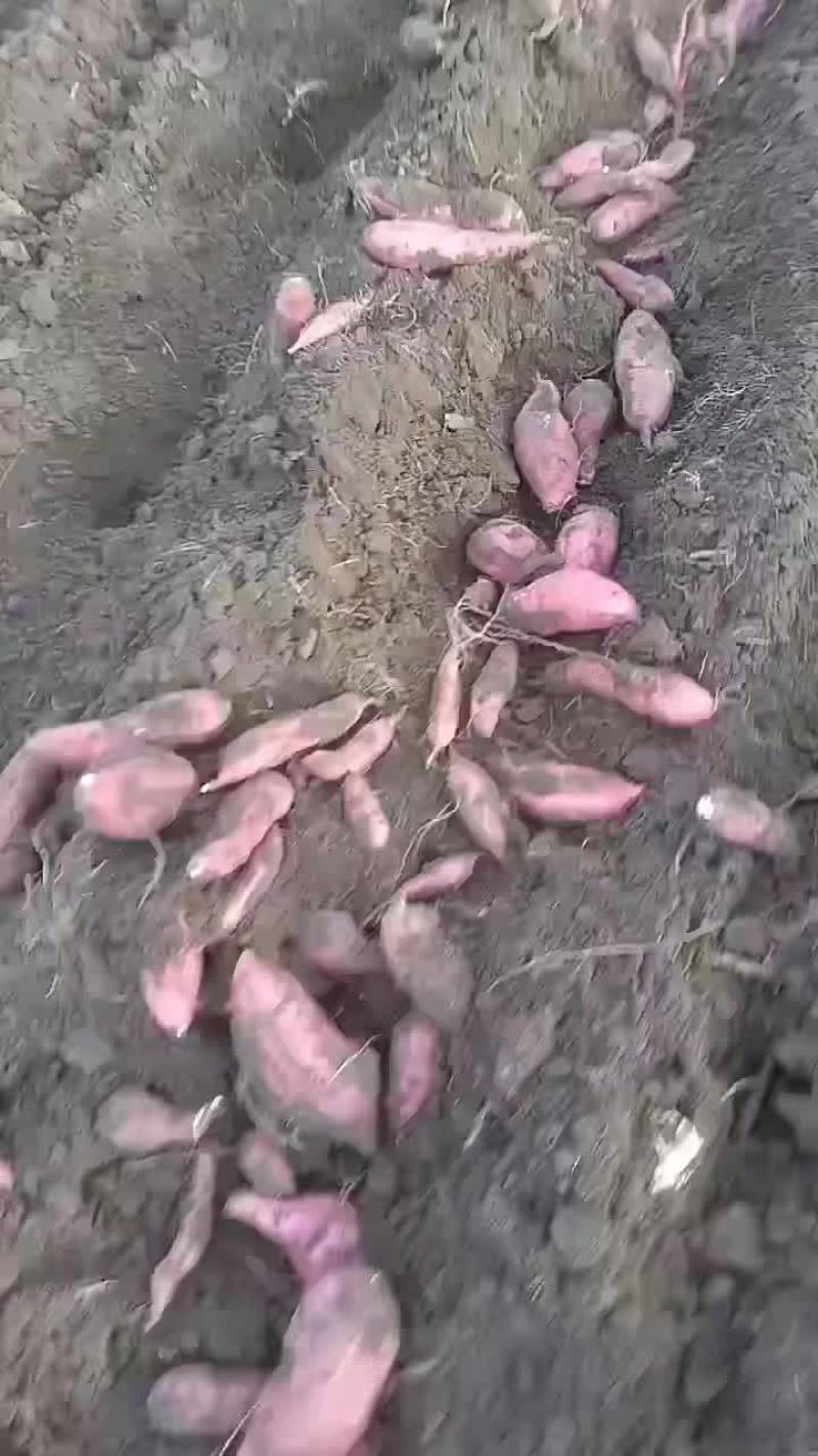 地瓜