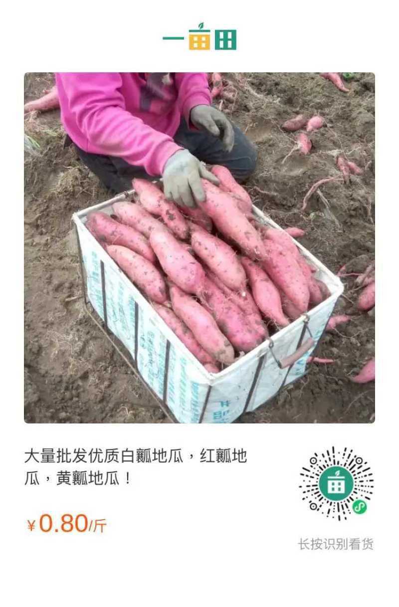 地瓜