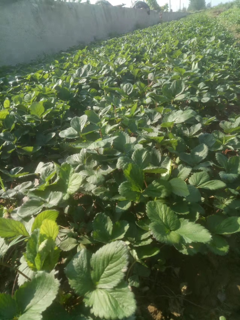 大叶宁玉苗妙香三号随珠草莓苗专业育苗基地