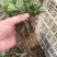 大叶宁玉苗妙香三号随珠草莓苗专业育苗基地