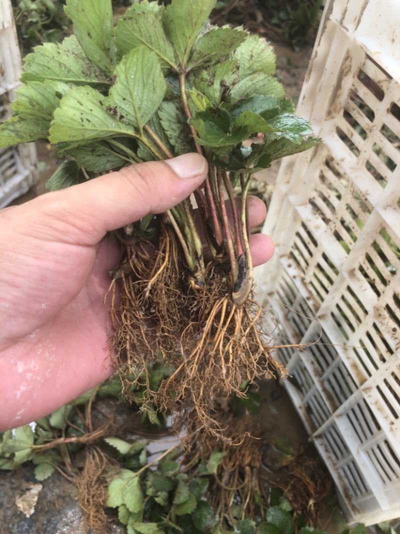 大叶宁玉苗妙香三号随珠草莓苗专业育苗基地