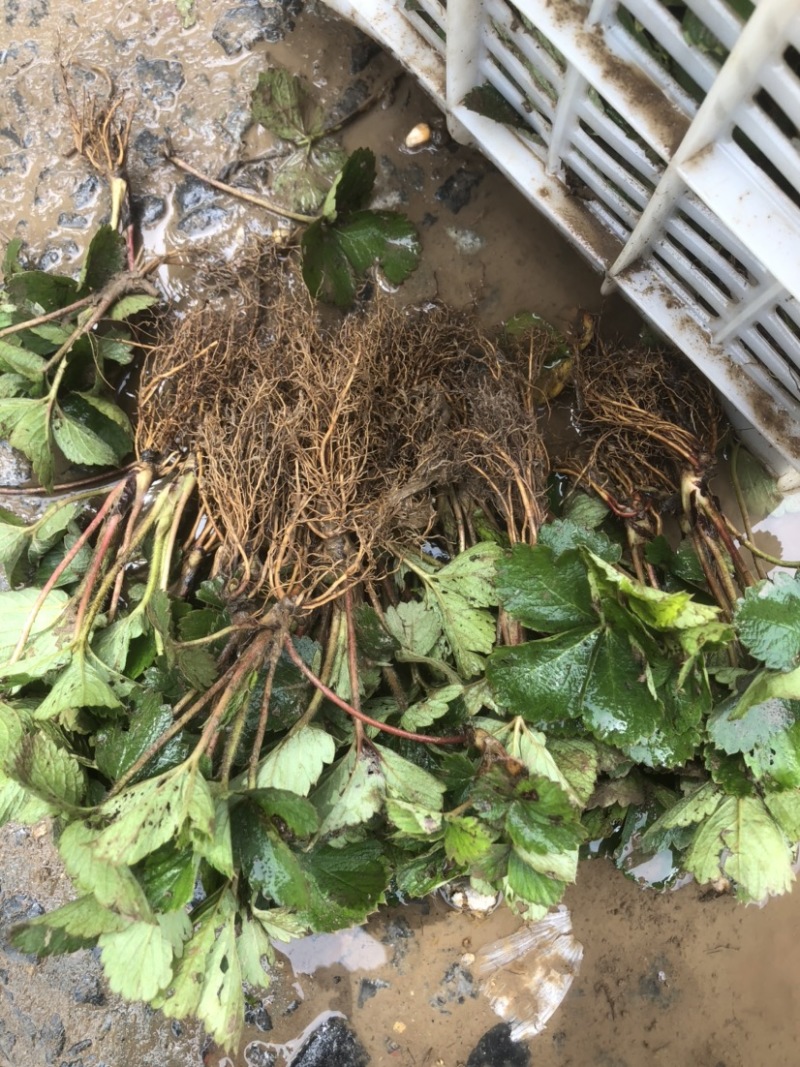 大叶宁玉苗妙香三号随珠草莓苗专业育苗基地