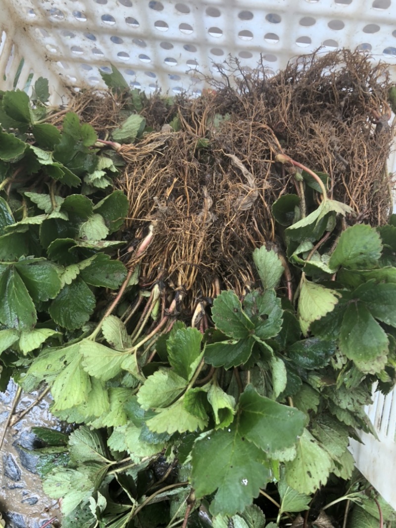 大叶宁玉苗妙香三号随珠草莓苗专业育苗基地