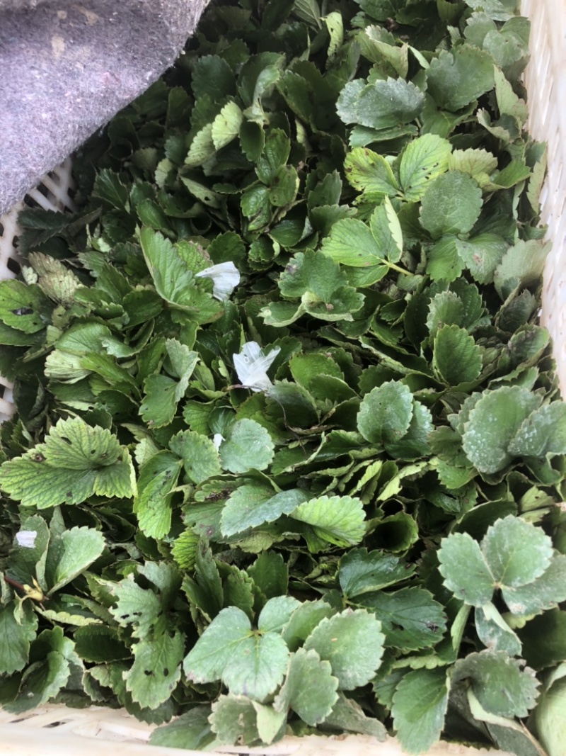 大叶宁玉苗妙香三号随珠草莓苗专业育苗基地