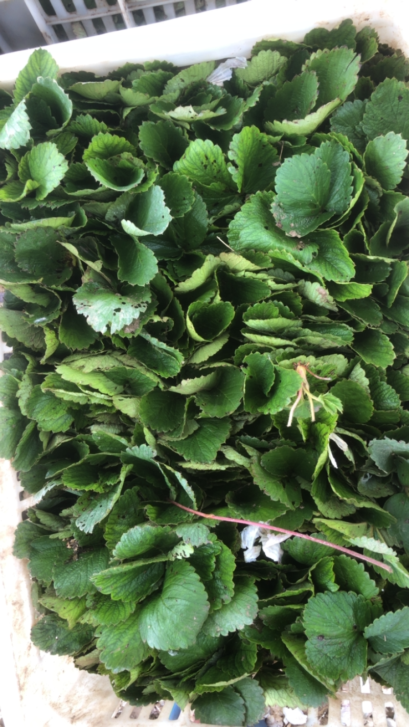 大叶宁玉苗妙香三号随珠草莓苗专业育苗基地
