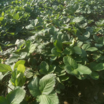 大叶宁玉苗妙香三号随珠草莓苗专业育苗基地