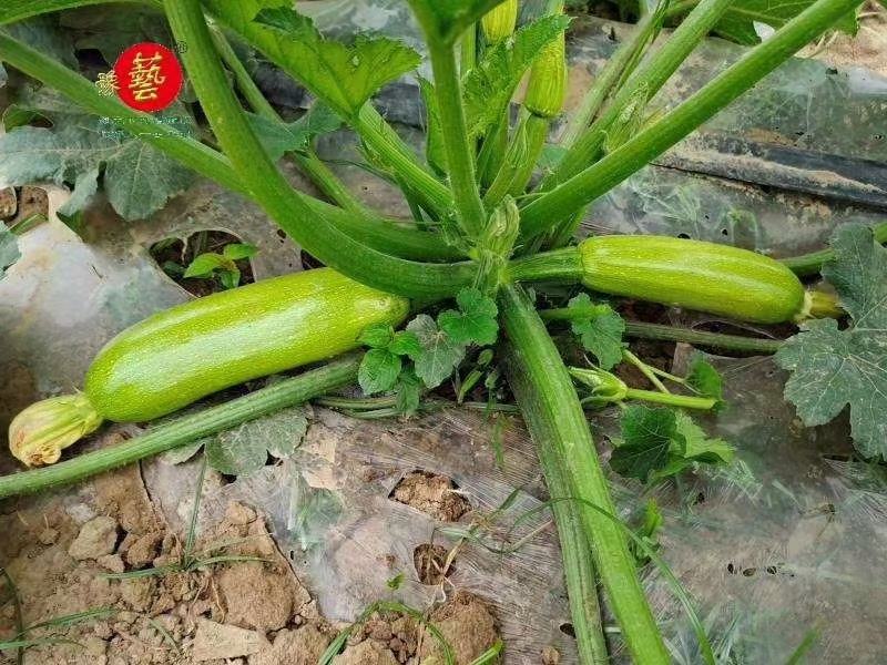【精】华云2号西葫芦种子圆形西葫芦种子10g