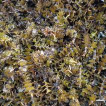 麦黄草菹草种子石芽虾蟹养殖专用耐低温水草种子增氧净化