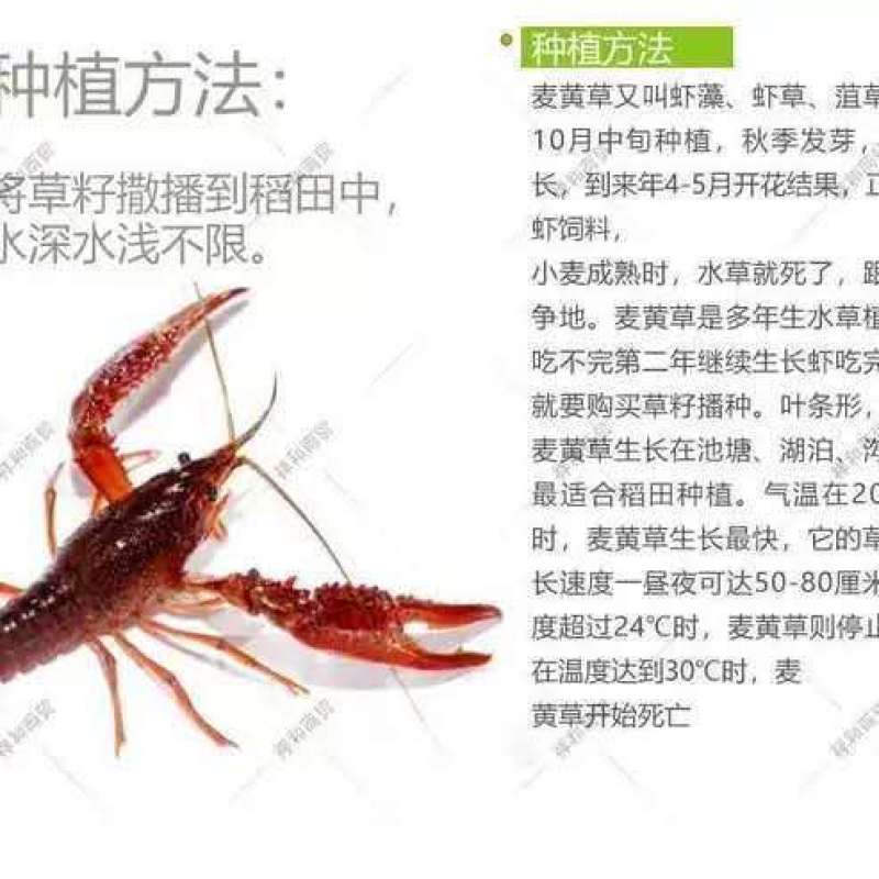 麦黄草菹草种子石芽虾蟹养殖专用耐低温水草种子增氧净化
