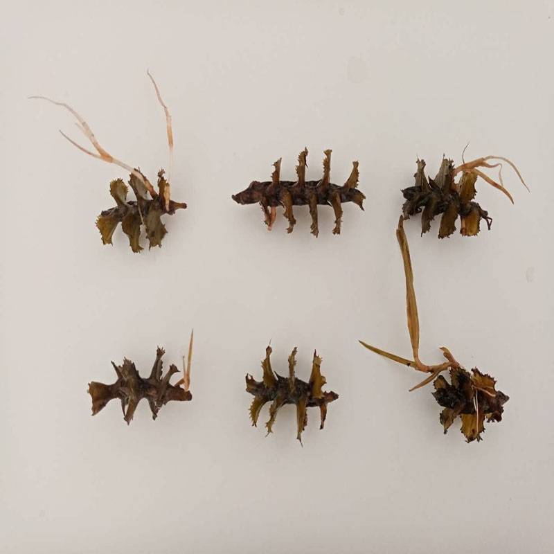 麦黄草菹草种子石芽虾蟹养殖专用耐低温水草种子增氧净化