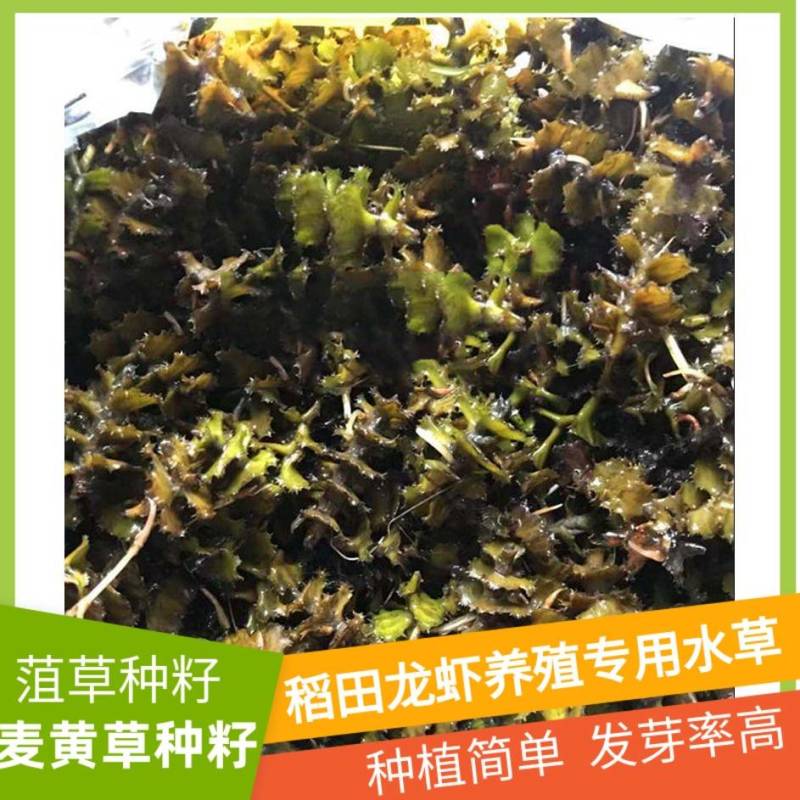 麦黄草菹草种子石芽虾蟹养殖专用耐低温水草种子增氧净化