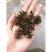 麦黄草菹草种子石芽虾蟹养殖专用耐低温水草种子增氧净化