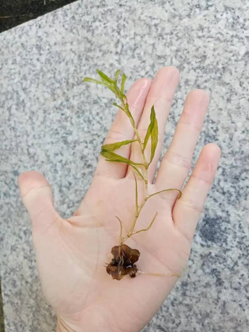 麦黄草菹草种子石芽虾蟹养殖专用耐低温水草种子增氧净化