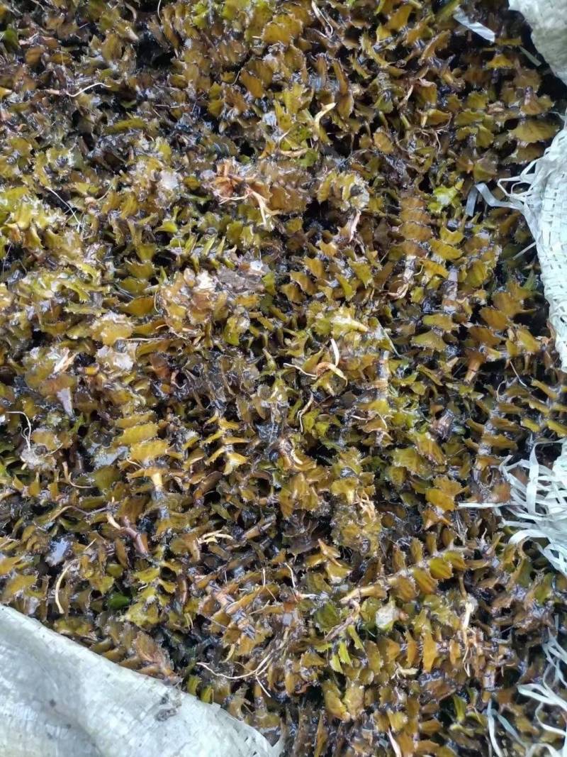 麦黄草菹草种子石芽虾蟹养殖专用耐低温水草种子增氧净化