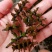 麦黄草菹草种子石芽虾蟹养殖专用耐低温水草种子增氧净化