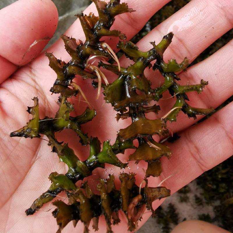 麦黄草菹草种子石芽虾蟹养殖专用耐低温水草种子增氧净化