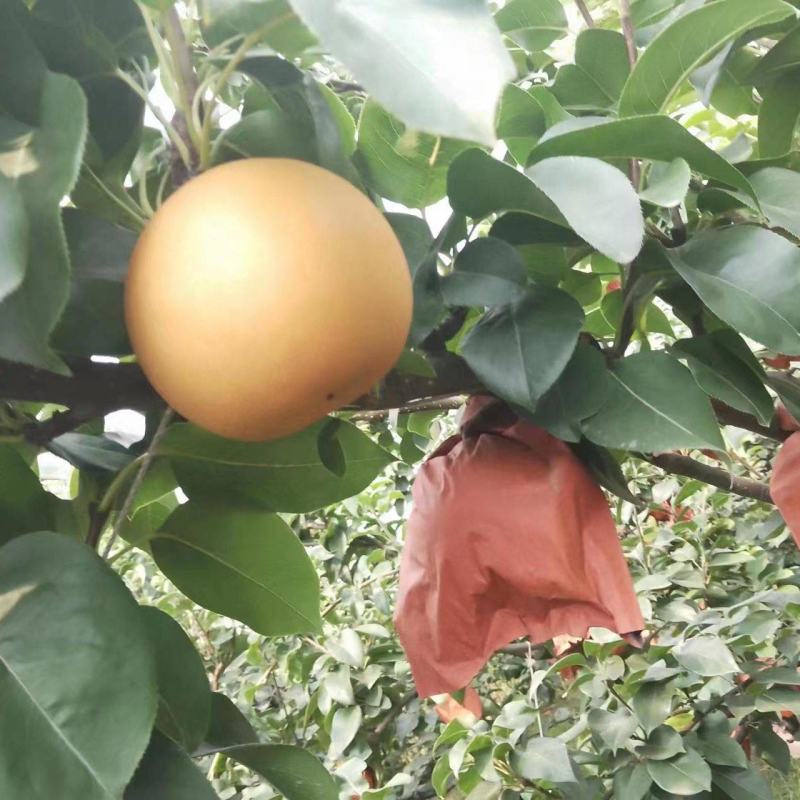 大量套袋晚秋黄梨出售量大从优