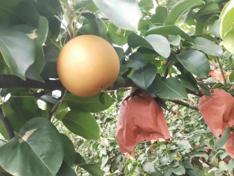 大量套袋晚秋黄梨出售量大从优