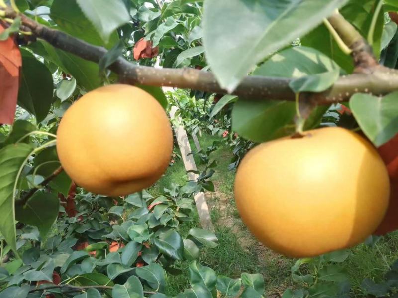 大量套袋晚秋黄梨出售量大从优